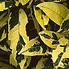 Gardenia jasminoides 'Variegata', leaves