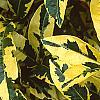 Gardenia jasminoides 'Variegata', leaves