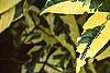 Gardenia jasminoides 'Variegata', leaves