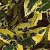 Gardenia jasminoides 'Variegata', leaves
