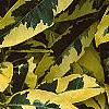 Gardenia jasminoides 'Variegata', leaves