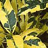 Gardenia jasminoides 'Variegata', leaves