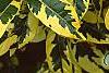 Gardenia jasminoides 'Variegata', leaves