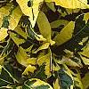 Gardenia jasminoides 'Variegata', leaves