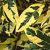 Gardenia jasminoides 'Variegata', leaves