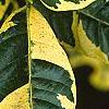 Gardenia jasminoides 'Variegata', leaves