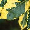 Gardenia jasminoides 'Variegata', leaves