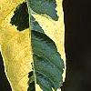 Gardenia jasminoides 'Variegata', leaves