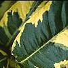 Gardenia jasminoides 'Variegata', leaves