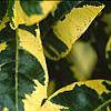 Gardenia jasminoides 'Variegata', leaves