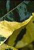 Gardenia jasminoides 'Variegata', leaves