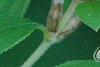 Leptodermis oblonga, flowers