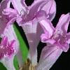 Leptodermis oblonga, flowers