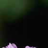 Leptodermis oblonga, flowers