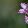 Leptodermis oblonga, flowers