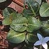 Mitchella repens, habit