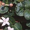 Mitchella repens, habit