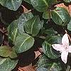 Mitchella repens, habit