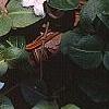 Mitchella repens, habit