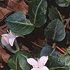 Mitchella repens, habit