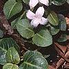 Mitchella repens, habit