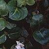 Mitchella repens, habit