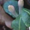 Mitchella repens, flowers