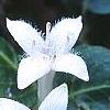 Mitchella repens, flowers