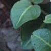 Mitchella repens, flowers