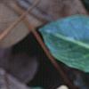Mitchella repens, flowers