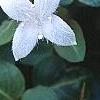 Mitchella repens, flowers