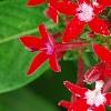 Pentas lanceolata 'Butterfly Red', flowers