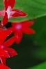 Pentas lanceolata 'Butterfly Red', flowers