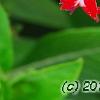 Pentas lanceolata 'Butterfly Red', flowers