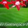 Pentas lanceolata 'Butterfly Red', flowers