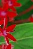 Pentas lanceolata 'Butterfly Red', flowers