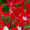 Pentas lanceolata 'Butterfly Red', flowers
