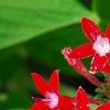 Pentas lanceolata 'Butterfly Red', flowers