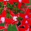 Pentas lanceolata 'Butterfly Red', flowers