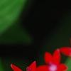Pentas lanceolata 'Butterfly Red', flowers