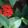 Chamaepentas nobilis, habit