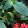 Chamaepentas nobilis, habit