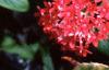 Chamaepentas nobilis, habit