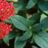 Chamaepentas nobilis, habit