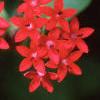 Chamaepentas nobilis, flowers