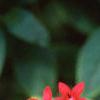 Chamaepentas nobilis, flowers