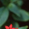 Chamaepentas nobilis, flowers