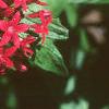 Chamaepentas nobilis, flowers