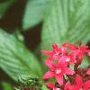 Chamaepentas nobilis, flowers