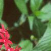 Chamaepentas nobilis, flowers